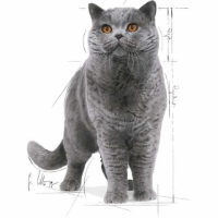 تصویر  پوچ Royal Canin مدل British Shorthair مخصوص گربه های بالغ با نژاد بریتیش - 85 گرم 