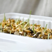 بذر علف GimCat مدل Hydro-Grass مخصوص گربه با یک بار آبیاری - 150 گرم