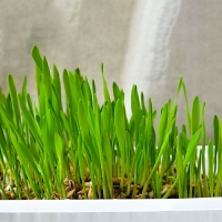 بذر علف GimCat مدل Hydro-Grass مخصوص گربه با یک بار آبیاری - 150 گرم
