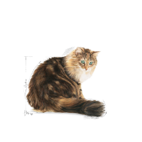 پوچ Royal Canin مدل Ageing در سس گوشت مخصوص گربه ها با سن بالای 12 سال - 85 گرم