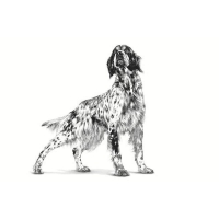 غذای خشک Royal Canin مدل Cardiac مخصوص سگ ها با مشكلات قلبی - 2 كيلوگرم